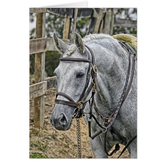 Horse Rescue Cards (Front)