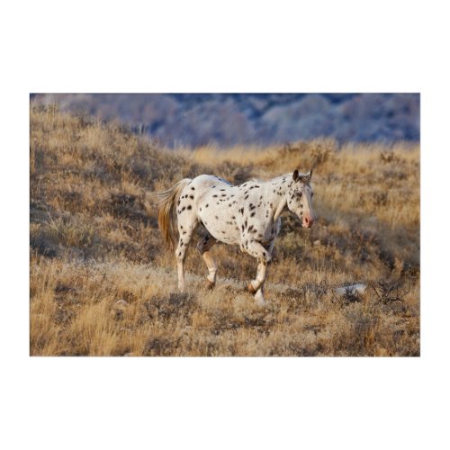 Horse Roaming the Scenic Hills of the Big Horn Acrylic Print