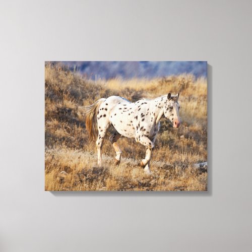 Horse Roaming the Scenic Hills of the Big Horn Canvas Print