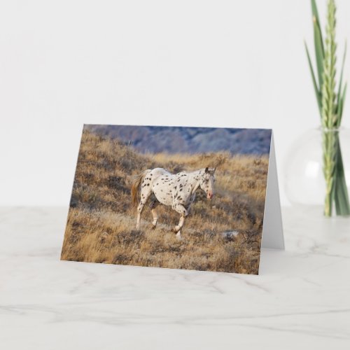 Horse Roaming the Scenic Hills of the Big Horn Card