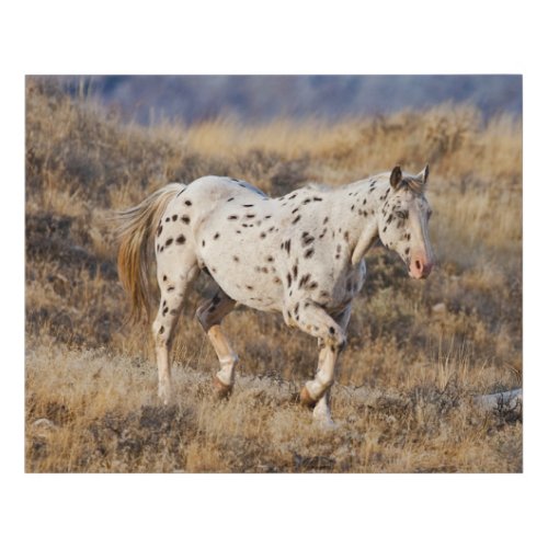 Horse Roaming the Scenic Hills of the Big Horn Faux Canvas Print