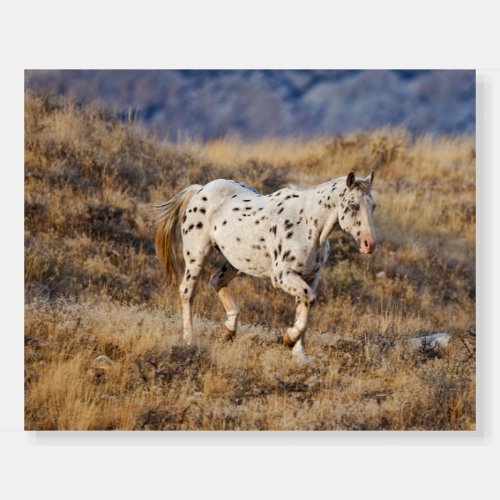 Horse Roaming the Scenic Hills of the Big Horn Foam Board