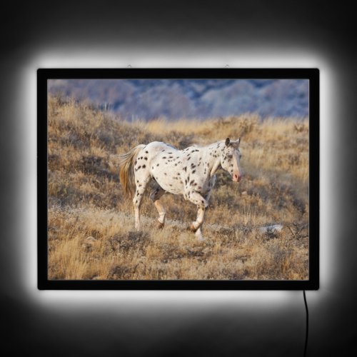 Horse Roaming the Scenic Hills of the Big Horn LED Sign