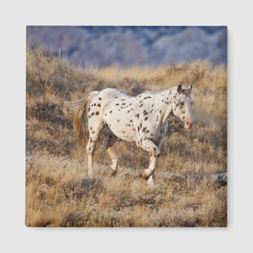 Horse Roaming the Scenic Hills of the Big Horn Magnet