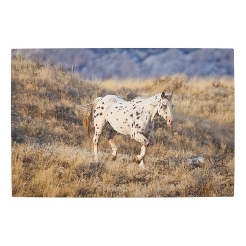 Horse Roaming the Scenic Hills of the Big Horn Metal Print