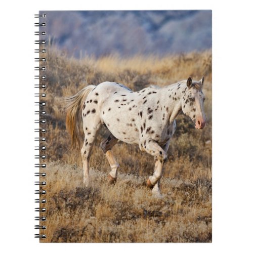 Horse Roaming the Scenic Hills of the Big Horn Notebook