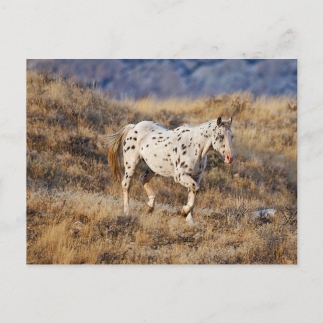 Horse Roaming the Scenic Hills of the Big Horn Postcard (Front)