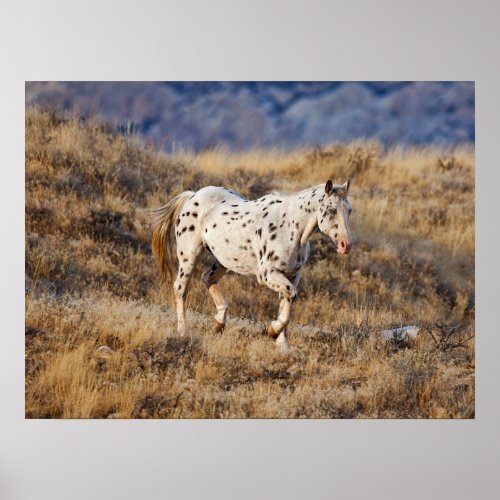 Horse Roaming the Scenic Hills of the Big Horn Poster