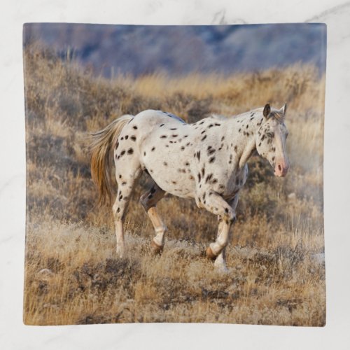 Horse Roaming the Scenic Hills of the Big Horn Trinket Tray