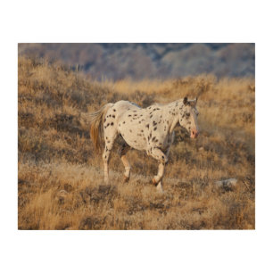 Horse Roaming the Scenic Hills of the Big Horn Wood Wall Art