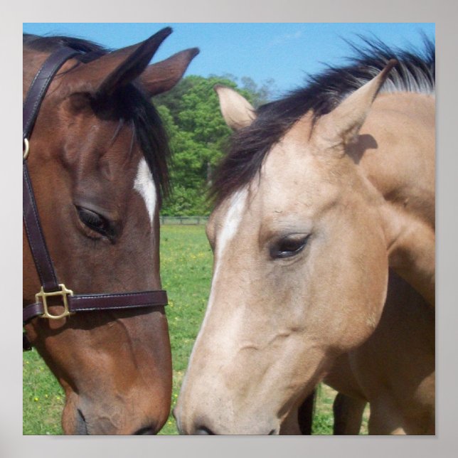 Horse Romance Poster Print (Front)