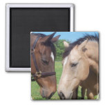 Horse Romance Square Magnet
