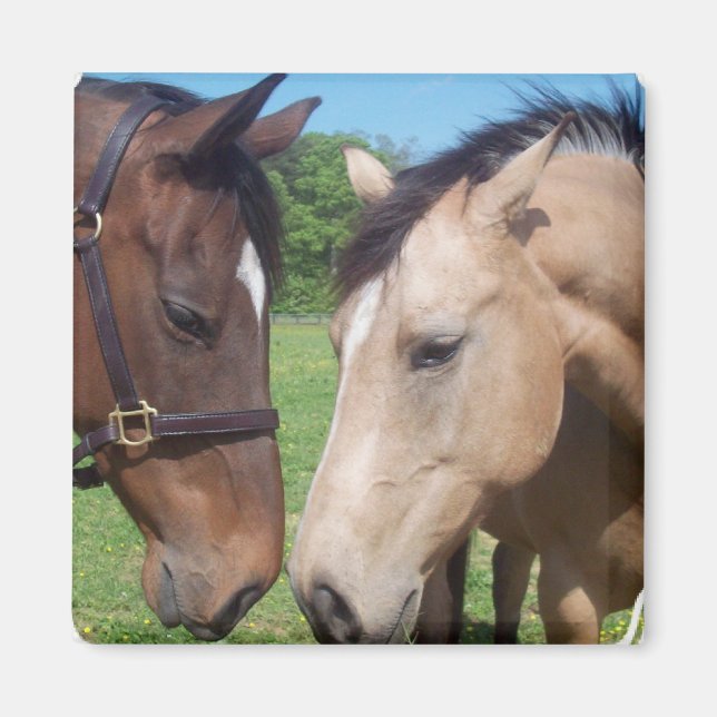 Horse Romance Square Magnet (Front)