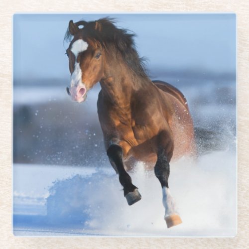 Horse running across the field in winter glass coaster