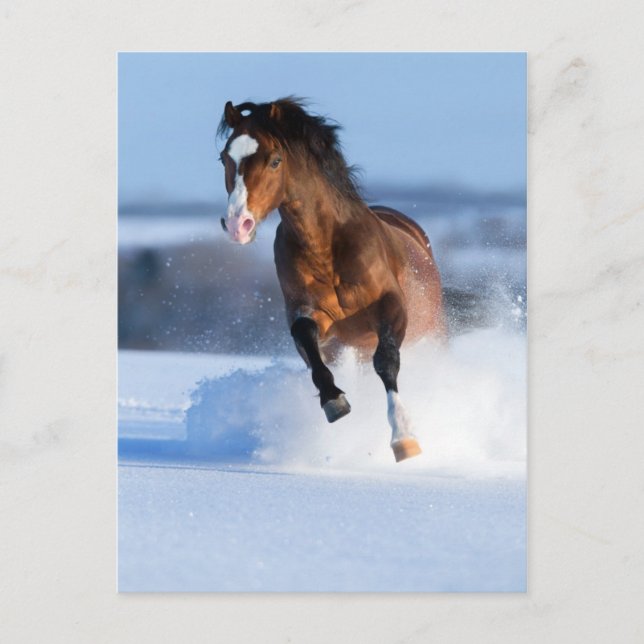 Horse running across the field in winter postcard (Front)