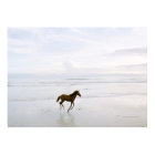 Horse running on the beach
