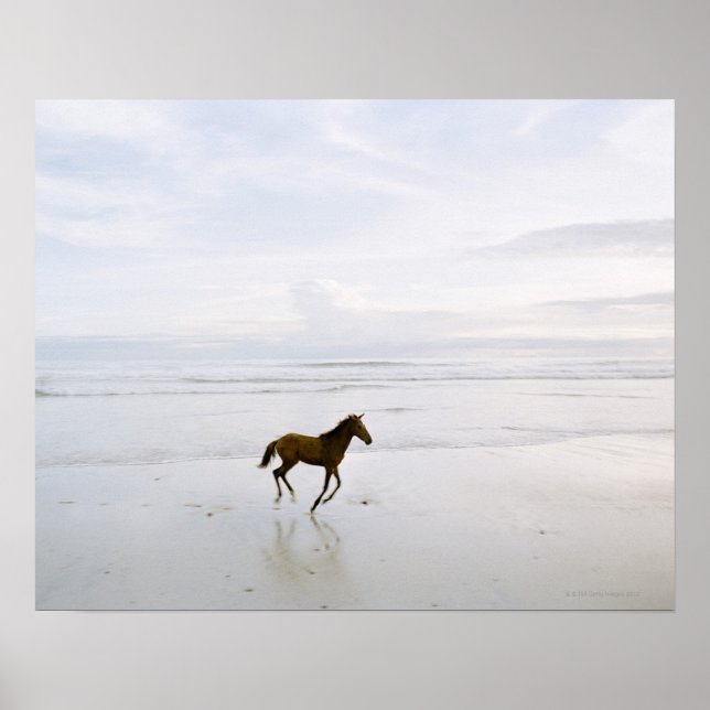 Horse running on the beach poster (Front)
