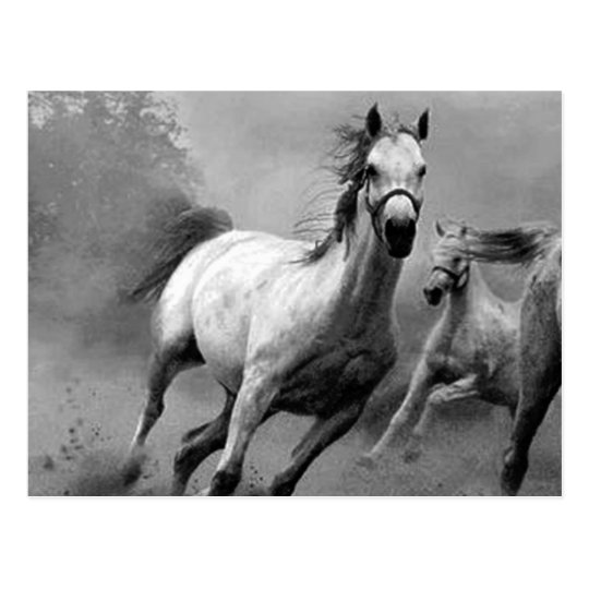 Horse Running Postcard