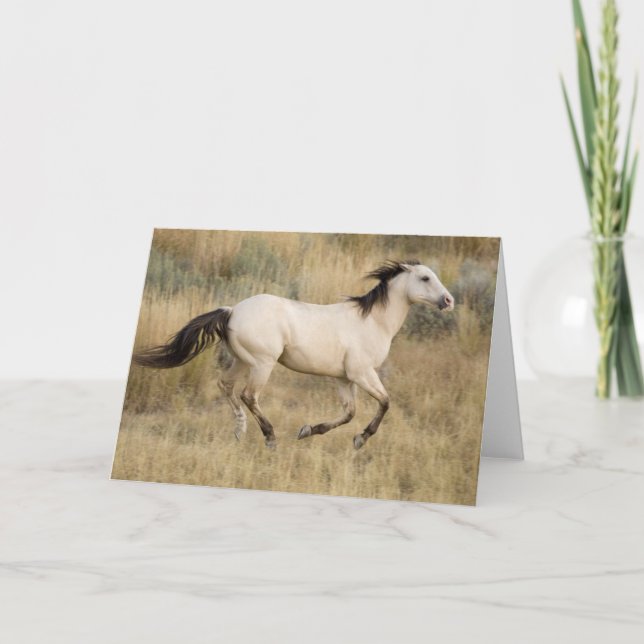 Horse Running Through Prairie Grass Card (Front)