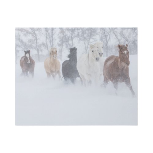 Horse Running Through the Snow Gallery Wrap