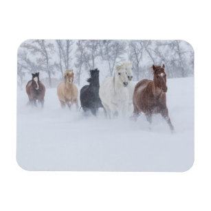 Horse Running Through the Snow Magnet