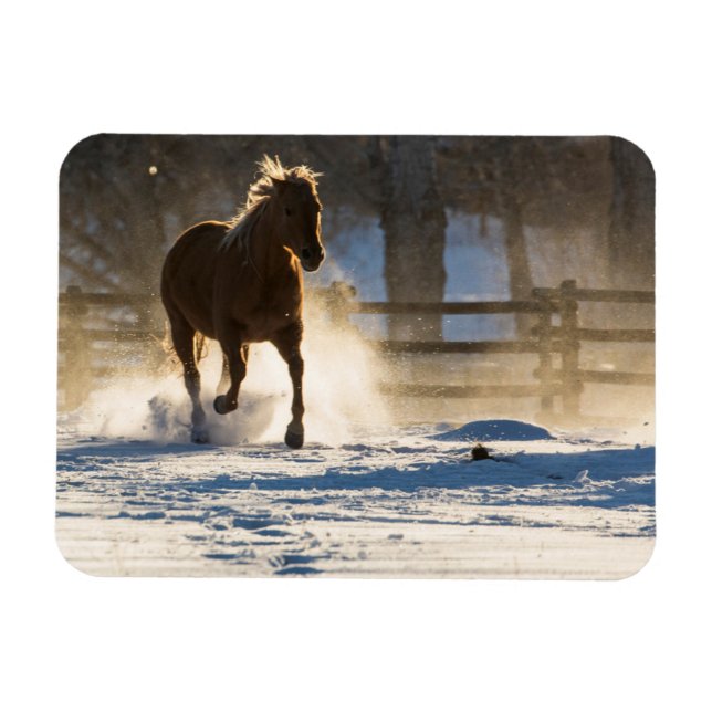 Horse Running Through the Snow Magnet (Horizontal)