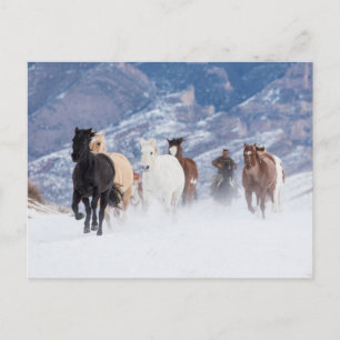 Horse Running Through the Snow Postcard