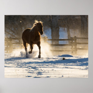 Horse Running Through the Snow Poster