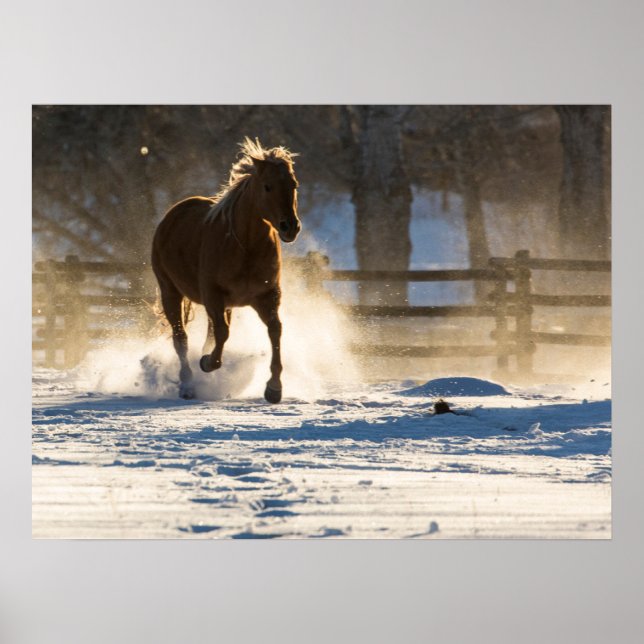 Horse Running Through the Snow Poster (Front)
