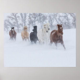 Horse Running Through the Snow Poster