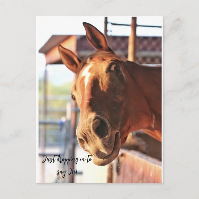 Horse saying hi post card (Front)