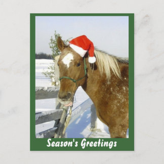 Horse Season's Greetings Holiday Postcard
