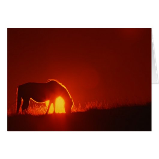 Horse Silhouette at Sunset (Front Horizontal)