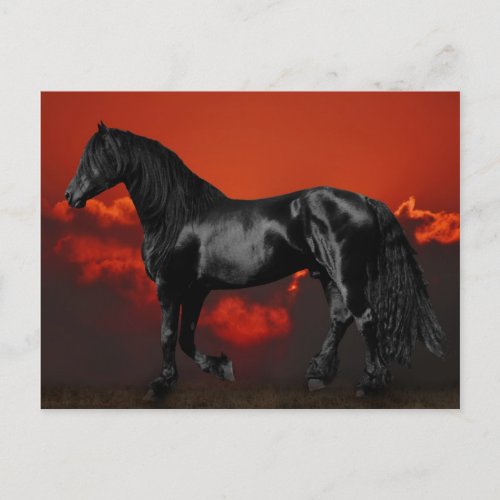 Horse silhouette at sunset postcard
