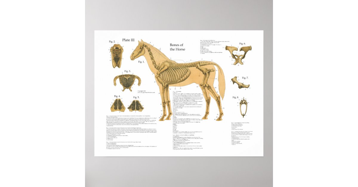 Horse Skeletal Anatomy Poster Chart | Zazzle