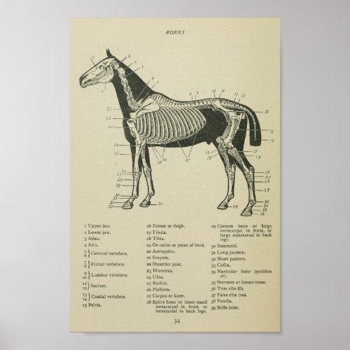 Horse Skeletal Anatomy Print
