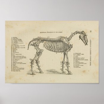Horse Skeletal Anatomy Print by AcupunctureProducts at Zazzle