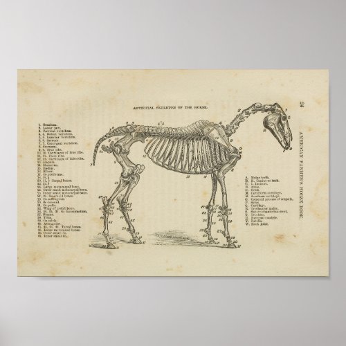 Horse Skeletal Anatomy Print