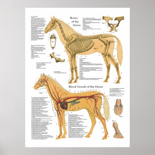 Horse Skeletal Arterial Anatomy Veterinary Chart