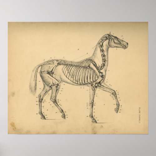 Horse Skeleton Anatomy 1908 Vintage Print