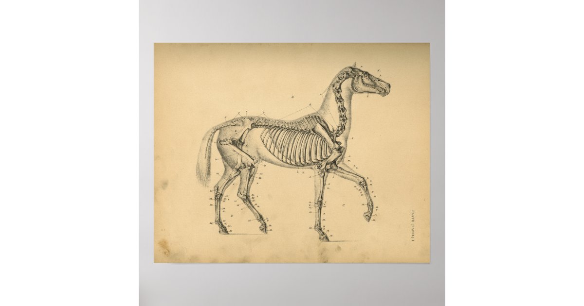 Horse Skeleton Anatomy 1908 Vintage Print | Zazzle.com
