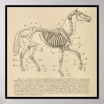 Horse Skeleton Anatomy Chart by AcupunctureProducts at Zazzle
