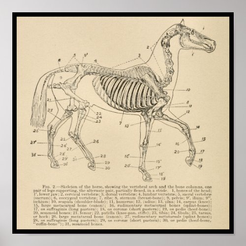 Horse Skeleton Anatomy Chart