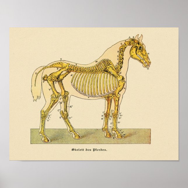 Horse Skeleton Anatomy Print Vintage 1917 (Front)