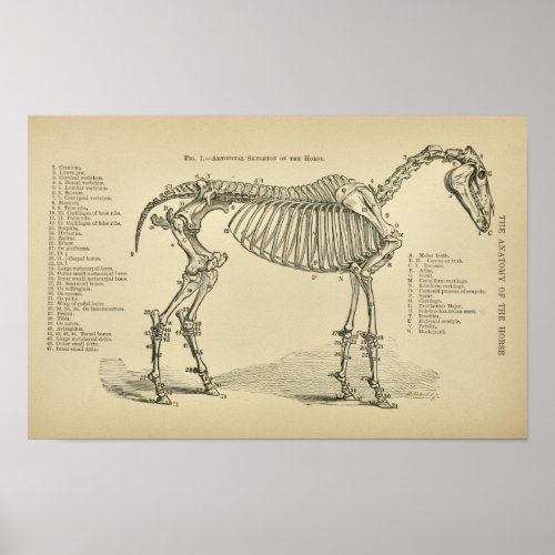 Horse Skeleton Anatomy Vintage Veterinary Print