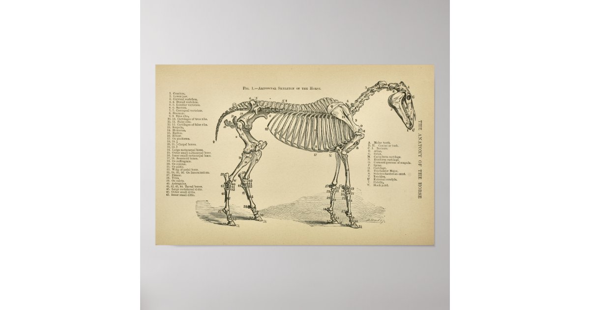 Horse Skeleton Anatomy Vintage Veterinary Print | Zazzle