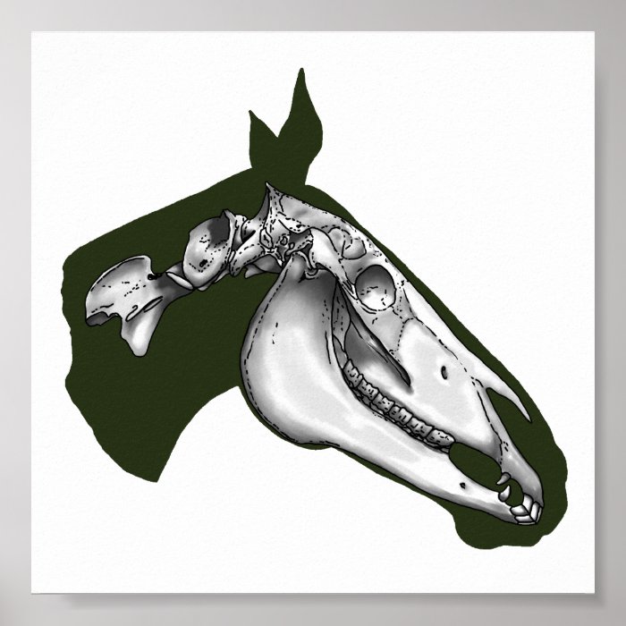 Horse Skeleton Poster