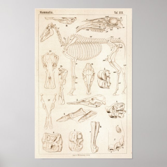 Horse Skeleton Veterinary Anatomy Print (Front)