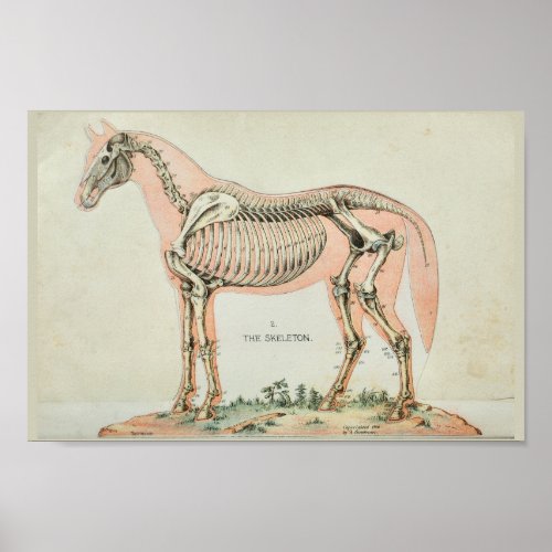 Horse Skeleton Vintage Anatomy Print