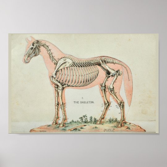 Horse Skeleton Vintage Anatomy Print | Zazzle.com